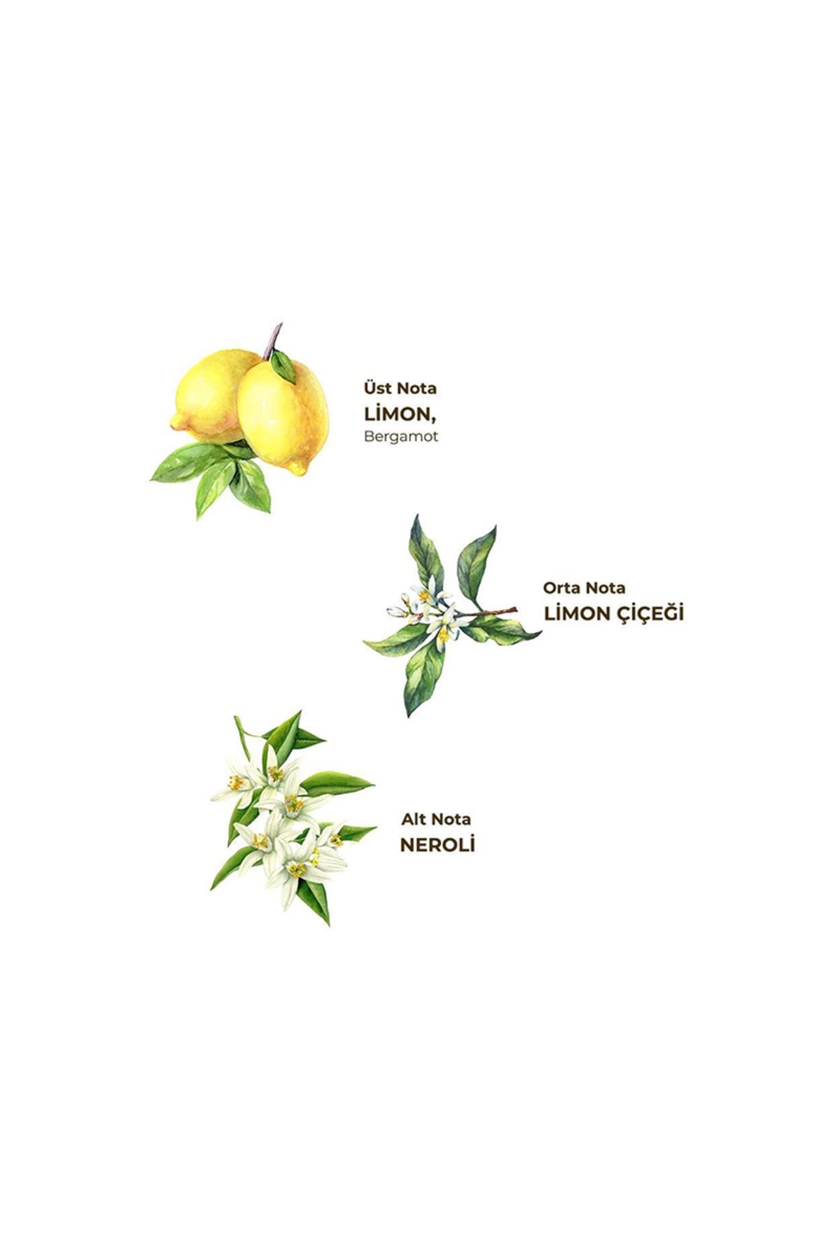 Eyüp Sabri Tuncer 1 Lt Pet Pompalı Limon Kolonyası Eyüp Sabri Tuncer 1 Lt Pet Pompalı Limon Kolonyası