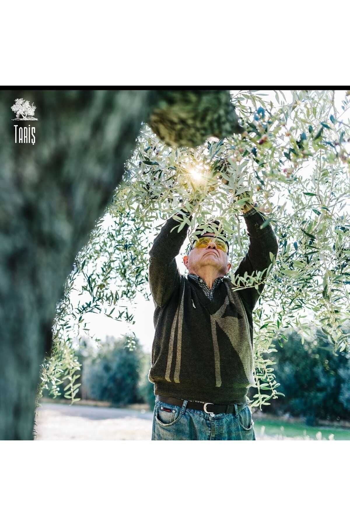 Kuzey Ege Natürel Sızma Zeytinyağı 5000 ml Kuzey Ege Natürel Sızma Zeytinyağı 5000 ml